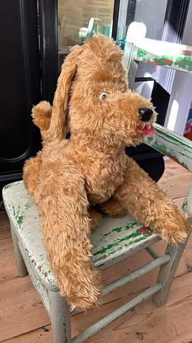 Large gormless looking dog - large,