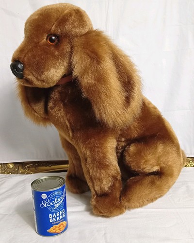 Golden cocker spaniel - golden,