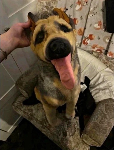 Large plush german shepherd - plush,